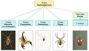 Особенности строения и жизнедеятельности паукообразных