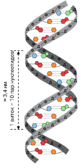 Нуклеиновые кислоты – ДНК и РНК, Биология