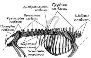 Местообитание, особенности внешнего строения, скелета и мышц млекопитающих, Биология