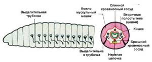 Тип Кольчатые черви, Биология