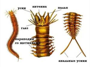 Класс Многощетинковые черви