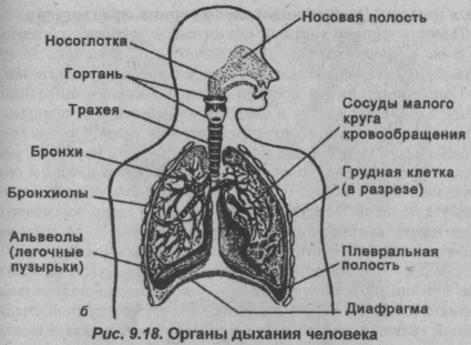 Органы дыхания, Биология