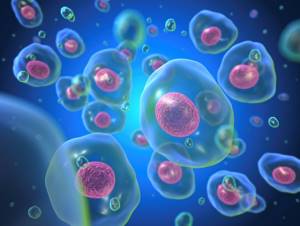 Строение клеток эукариот: поверхностный аппарат, Биология