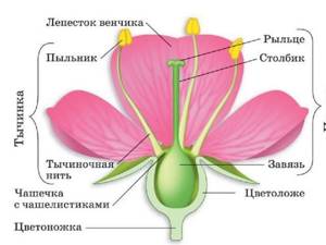 Цветок: строение, Биология