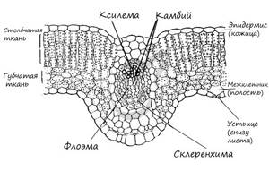 Проводящая ткань растений: строение (ксилема, флоэма, жилка), функции, виды