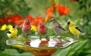 Значение птиц в природе и для человека