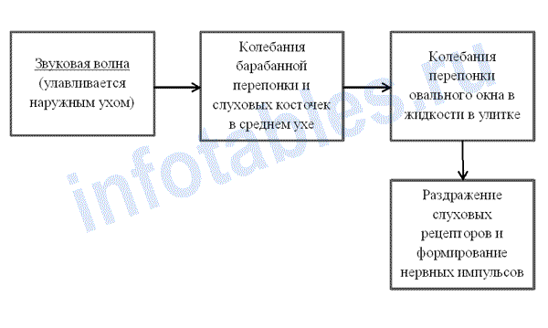 Слуховой анализатор, Биология