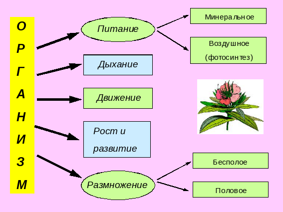 Растение – целостный организм. Функции растительного организма