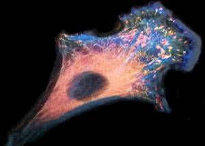 Цитоплазма и ее органоиды: эндоплазматическая сеть, митохондрии и пластиды, Биология