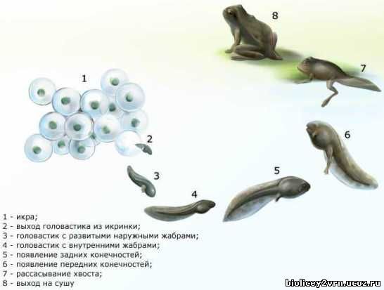 Размножение и развитие земноводных