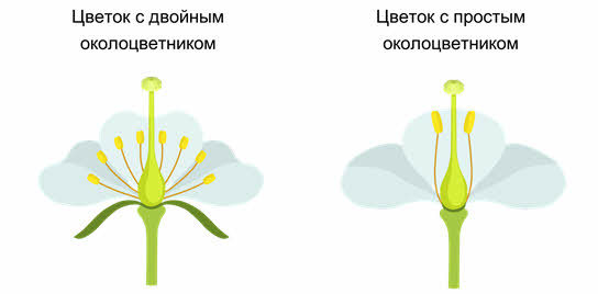 Отдел Цветковые, или Покрытосеменные, Биология