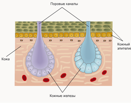 Особенности строения органов полости тела и нервной системы земноводных, Биология