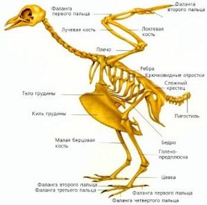 Скелет и мускулатура птиц, Биология