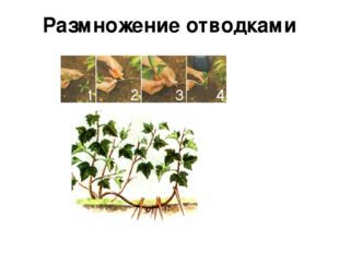 Использование вегетативного размножения человеком, Биология