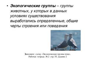 Экологические группы птиц, Биология