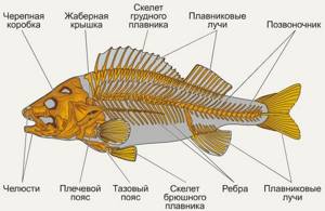 Места обитания и внешнее строение рыб, Биология