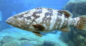Размножение и развитие рыб, Биология