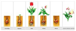 Как размножаются растения, Биология