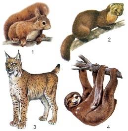 Экологические группы млекопитающих