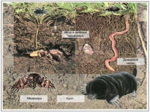 Почва как среда обитания, Биология