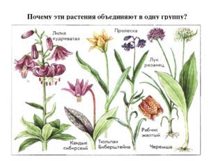 Понятие о систематике растений, Биология
