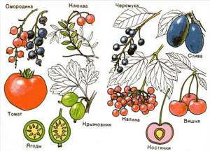 Плод. Строение плода. Классификация плодов. Сочные и сухие плоды