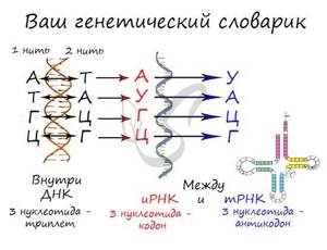 Биосинтез белков, Биология