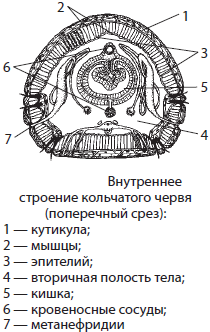 Тип Круглые, или Первичнополостные, черви, Биология