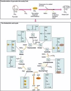 Цикл Кребса в биохимии (цикл трикарбоновых кислот) — что это такое простым языком
