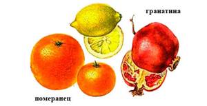 Плод. Строение плода. Классификация плодов. Сочные и сухие плоды