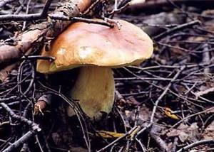 Общая характеристика царства грибы. Отдел слизевики и отдел грибы