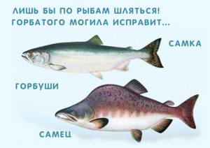 Размножение и развитие рыб, Биология