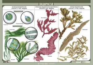 Царство растений. Общая характеристика. Ботаника. Растения: низшие и высшие. Основные таксоны систематики растений