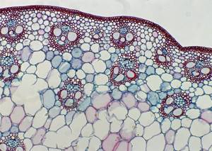 Органоиды клетки, Биология