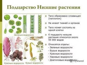 Многообразие водорослей, Биология