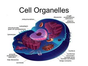 Органоиды клетки, Биология