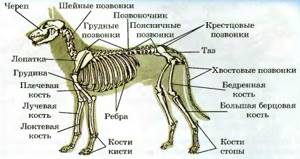 Скелет и мускулатура млекопитающих, Биология