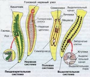 Тип Плоские черви, Биология