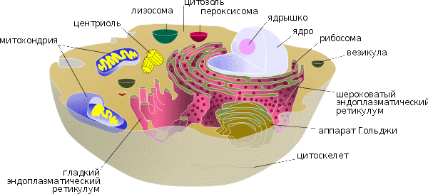 Клеточное строение, Биология