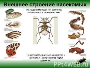 Особенности строения и жизнедеятельности насекомых, Биология