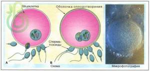 Гаметогенез и оплодотворение, Биология