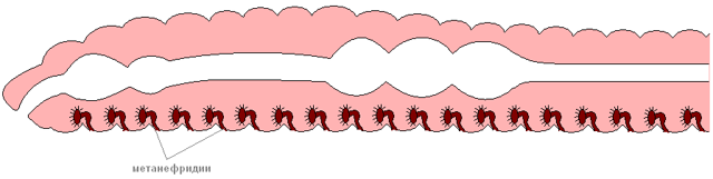 Дождевой червь: внутреннее и внешнее строение, размножение, питание, среда обитания, значение в природе