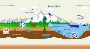 Структура биосферы, Биология