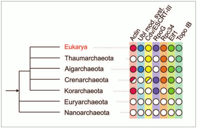 Происхождение эукариот, Биология