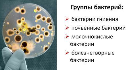 Роль бактерий в природе и жизни человека, Биология