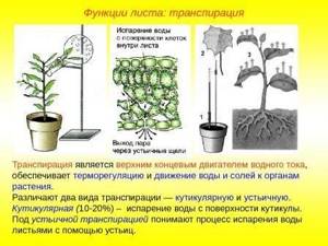 Значение листа в жизни растения, Биология