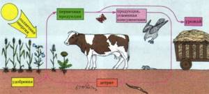 Агробиоценозы, Биология