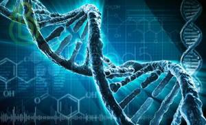 Дезоксирибонуклеиновые кислоты (ДНК) и Принцип комплементарности