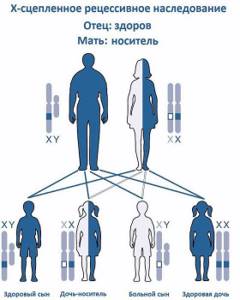 Генетика человека и наследственные болезни, Биология