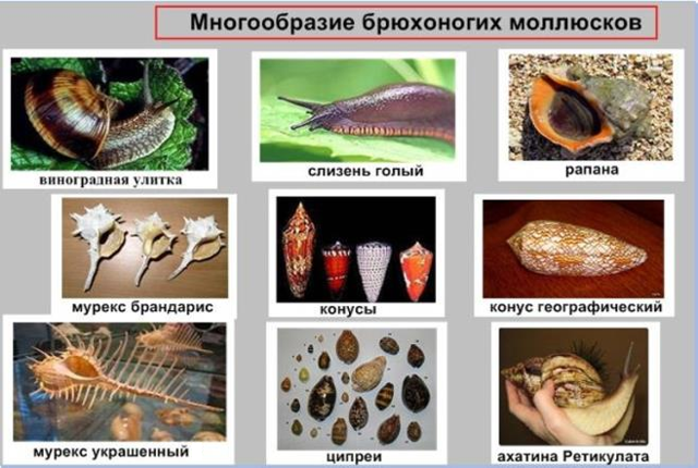 Класс Брюхоногие моллюски, или Улитки, Биология